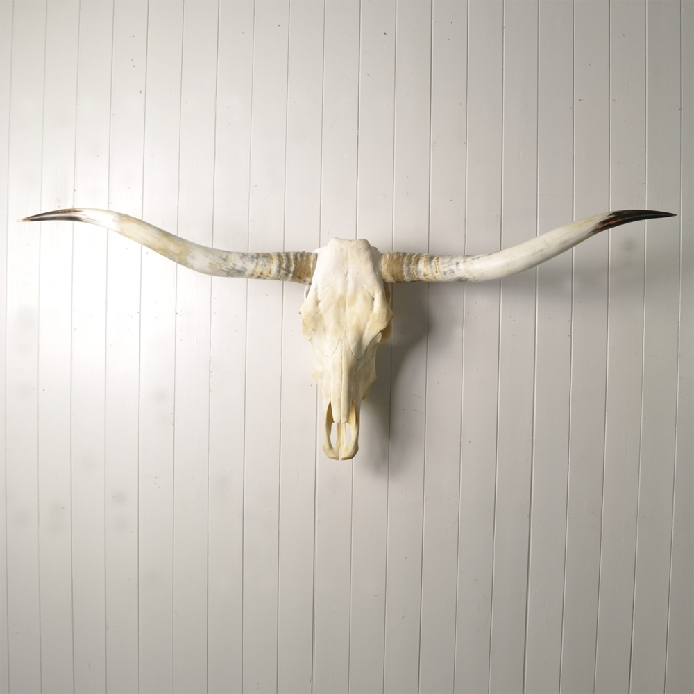 Texas Longhorn Bull Skull Original House Decorative Antiques