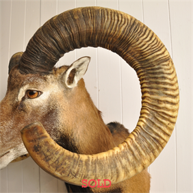 Vintage Mouflon Mount